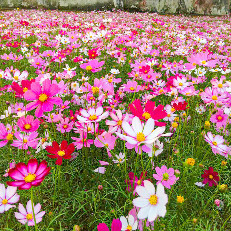 Mixed Cosmos Flower Seed