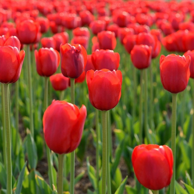Hydroponic Tulips Seeds