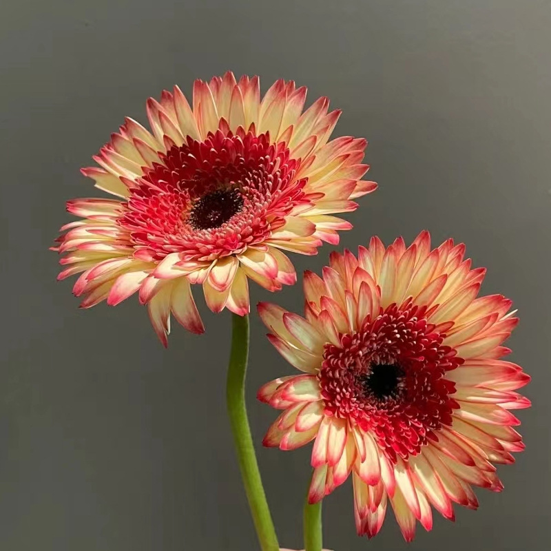 Double-flowered African Daisy