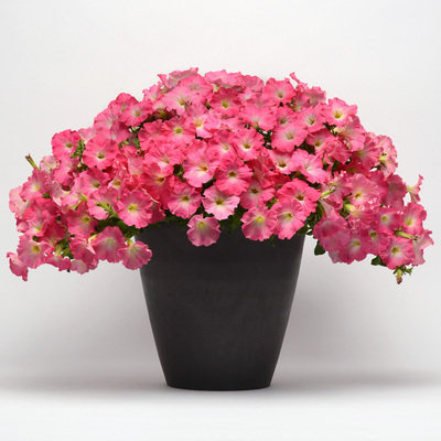 Last Day Sale - 60% OFF💐Morning Glory - Hanging Petunia Seeds Mixed Color