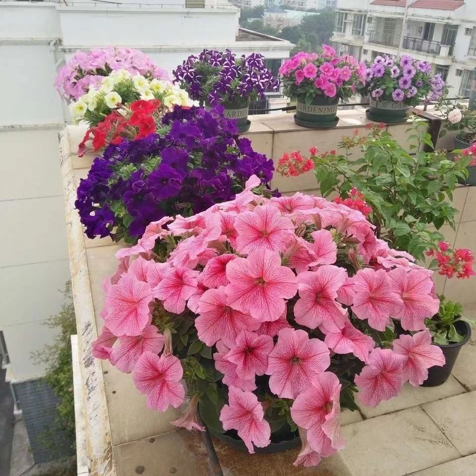 Last Day Sale - 60% OFF💐Morning Glory - Hanging Petunia Seeds Mixed Color