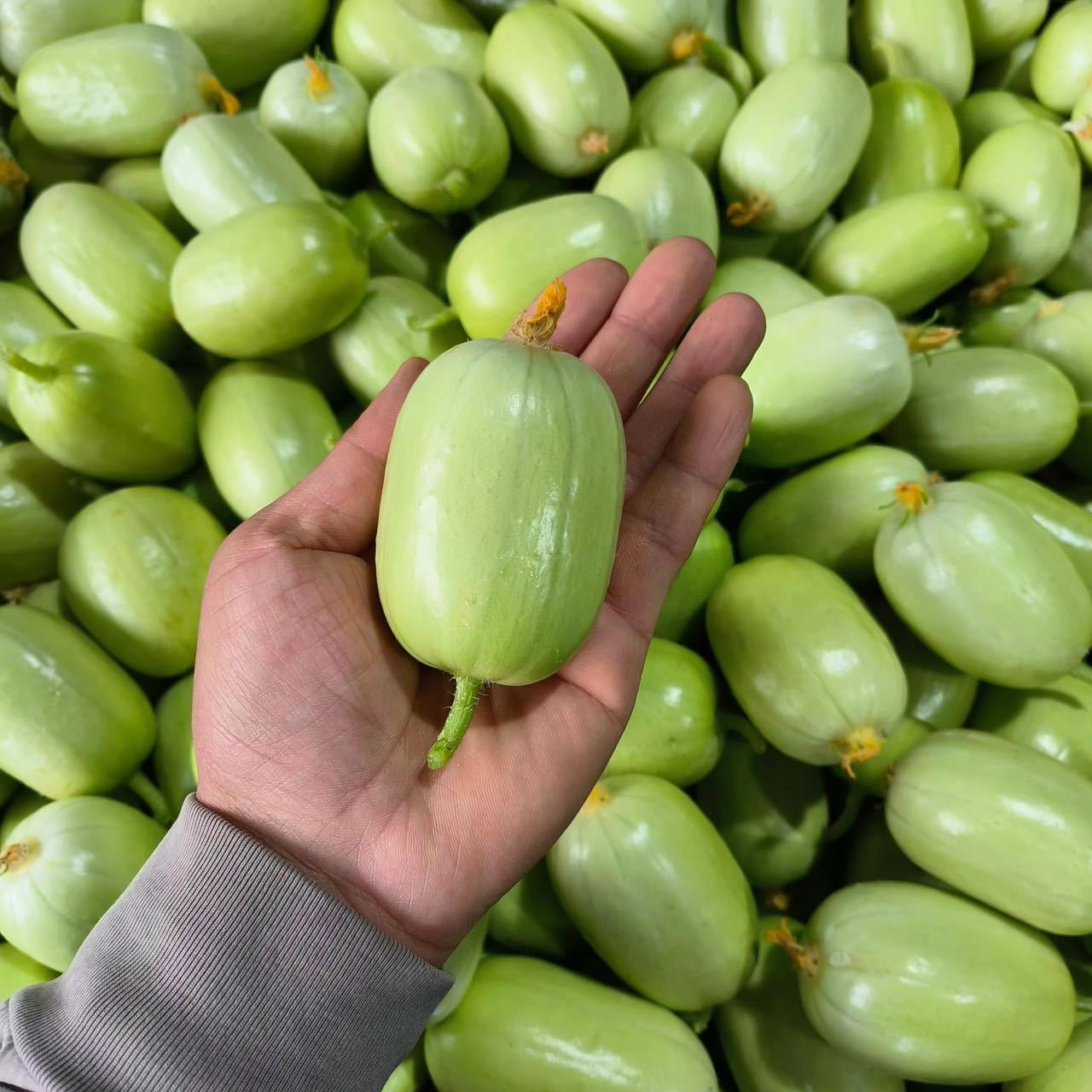 Jade Beauty Cucumber Seeds