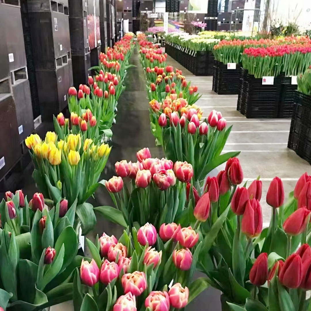 Hydroponic Tulips Seeds Leaflooms