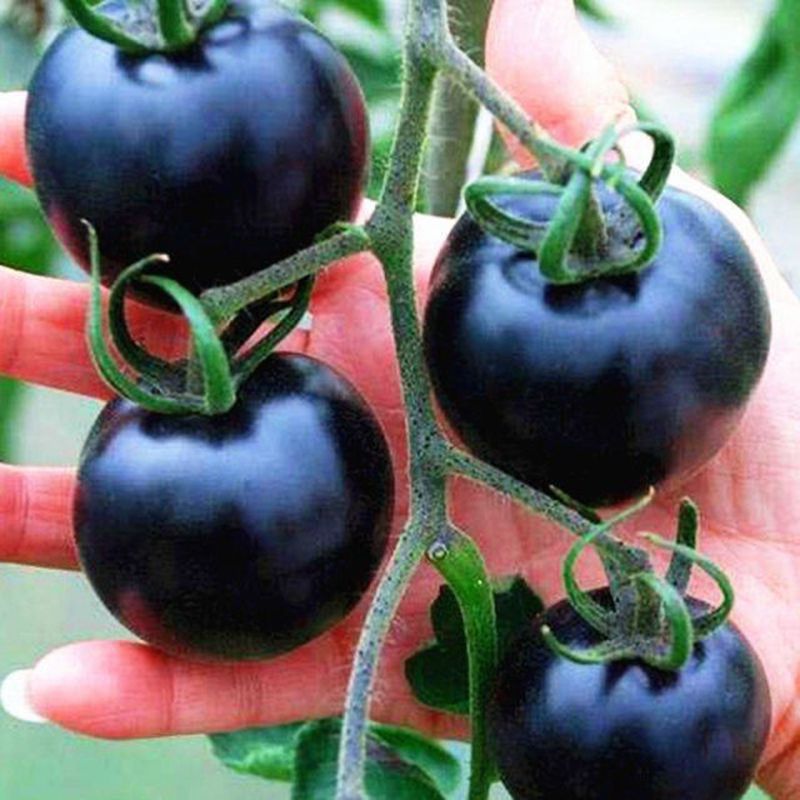 Black Tomato - Black Beauty Queen🍅