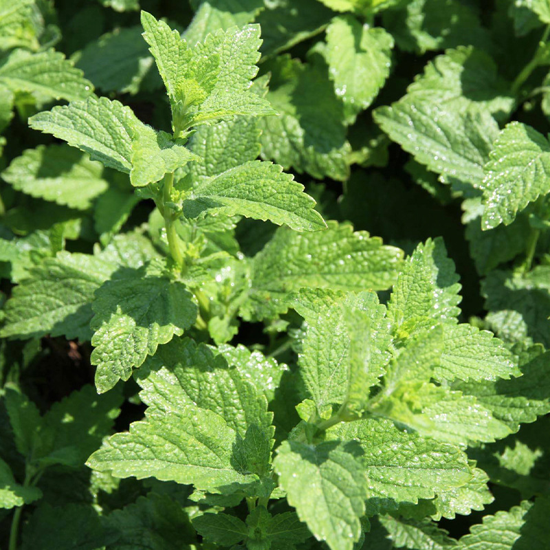 Spearmint Seeds