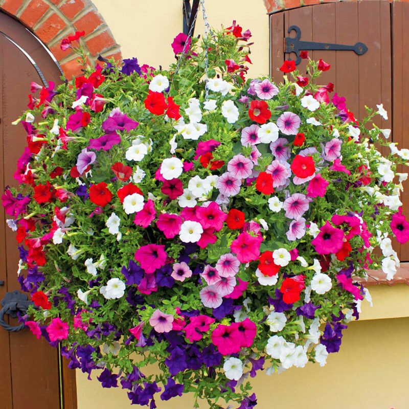 Last Day Sale - 60% OFF💐Morning Glory - Hanging Petunia Seeds Mixed C