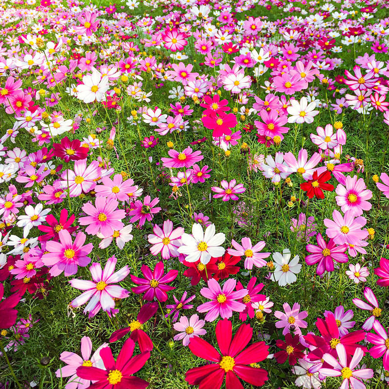 Mixed Cosmos Flower Seed