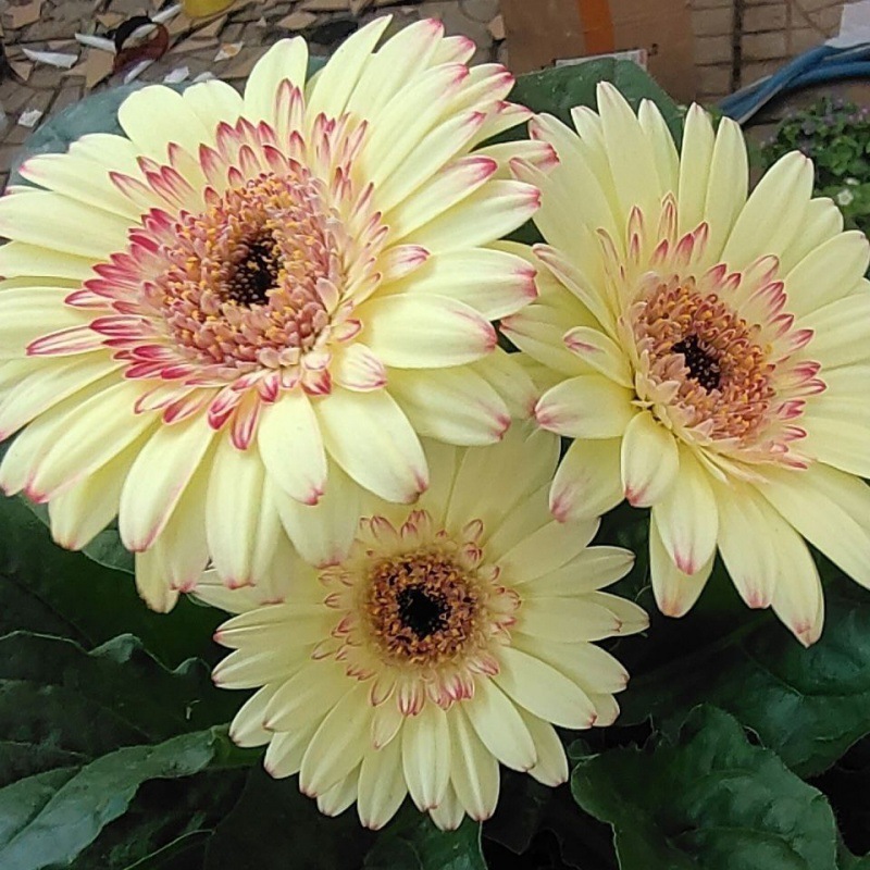 Double-flowered African Daisy