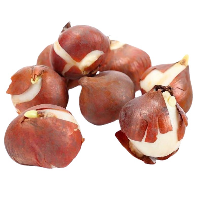 Hydroponic Tulips Seeds