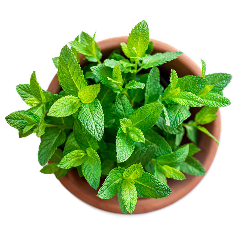 Spearmint Seeds