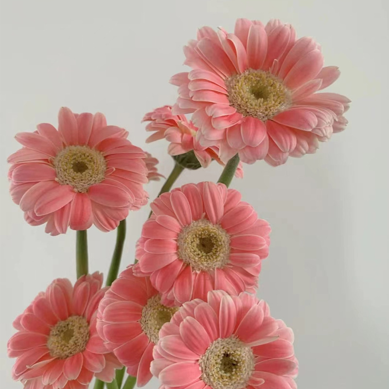 Double-flowered African Daisy