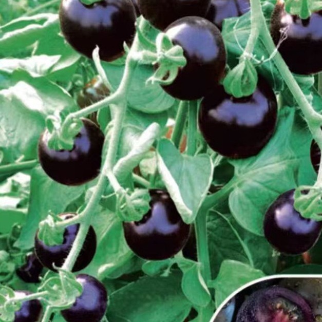 Black Tomato - Black Beauty Queen🍅