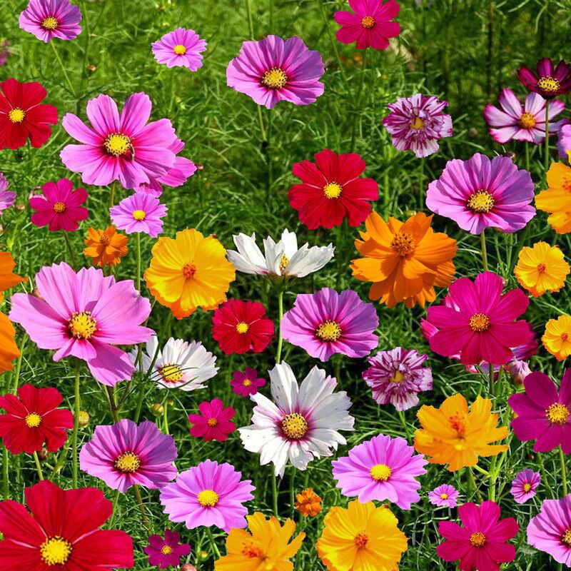 Mixed Cosmos Flower Seed