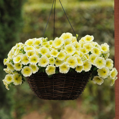 Last Day Sale - 60% OFF💐Morning Glory - Hanging Petunia Seeds Mixed Color