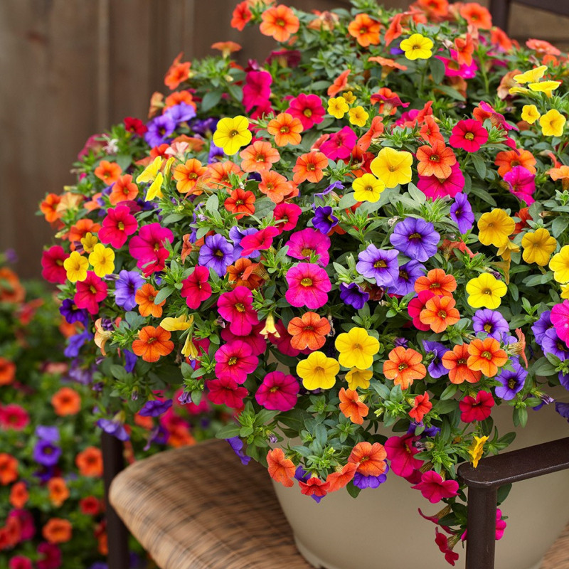 Last Day Sale - 60% OFF💐Morning Glory - Hanging Petunia Seeds Mixed Color