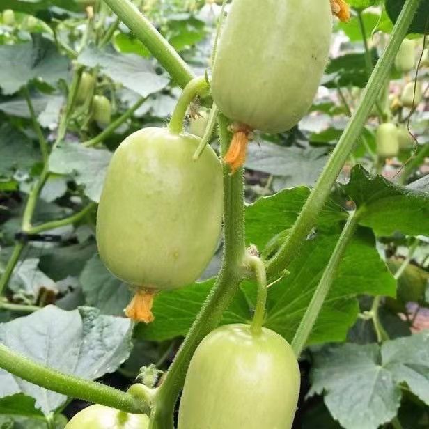 Jade Beauty Cucumber Seeds