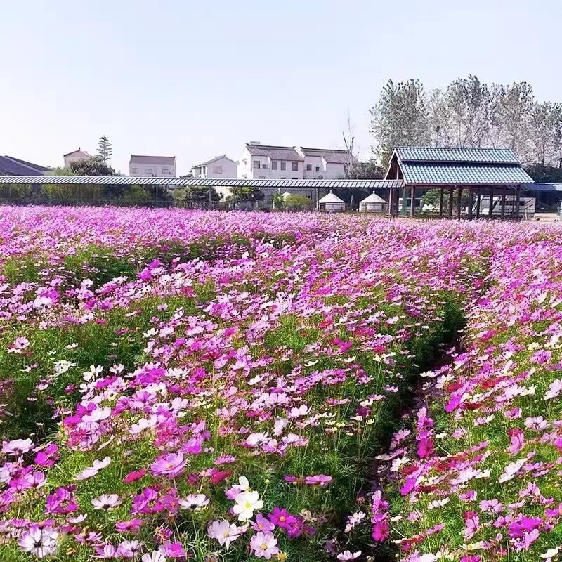 Mixed Cosmos Flower Seed