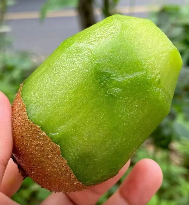 1000+Kiwi Fruit Seeds | High Germination Rate | Easy Home Growing | Sweet & Juicy Fruit