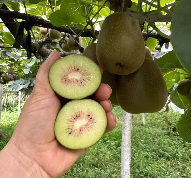 1000+Kiwi Fruit Seeds | High Germination Rate | Easy Home Growing | Sweet & Juicy Fruit
