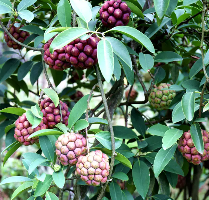 Kadsura coccinea Seeds - 50% OFF