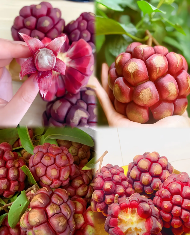 Kadsura coccinea Seeds - 50% OFF
