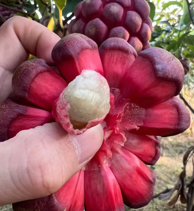Kadsura coccinea Seeds - 50% OFF