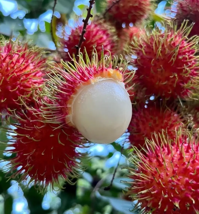 Rambutan | Exotic Tropical Fruit · Sweet & Juicy · Lychee-Like Flavor 🍈🌴