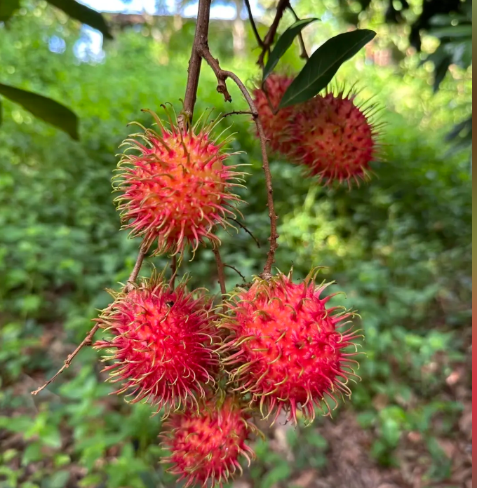Rambutan | Exotic Tropical Fruit · Sweet & Juicy · Lychee-Like Flavor 🍈🌴