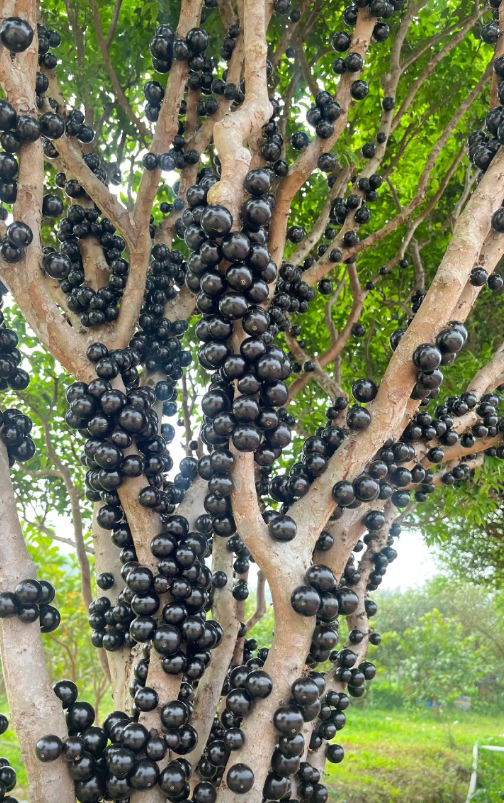 Jaboticaba | Exotic Tropical Fruit · Sweet & Juicy · Perfect for Home Gardens 🌿🍇