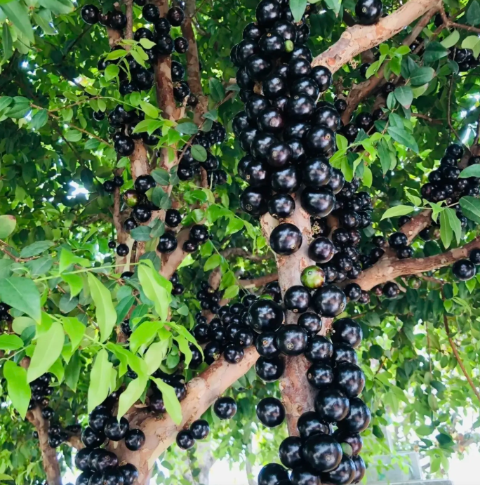 Jaboticaba | Exotic Tropical Fruit · Sweet & Juicy · Perfect for Home Gardens 🌿🍇