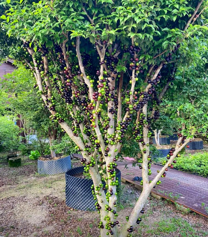 Jaboticaba | Exotic Tropical Fruit · Sweet & Juicy · Perfect for Home Gardens 🌿🍇