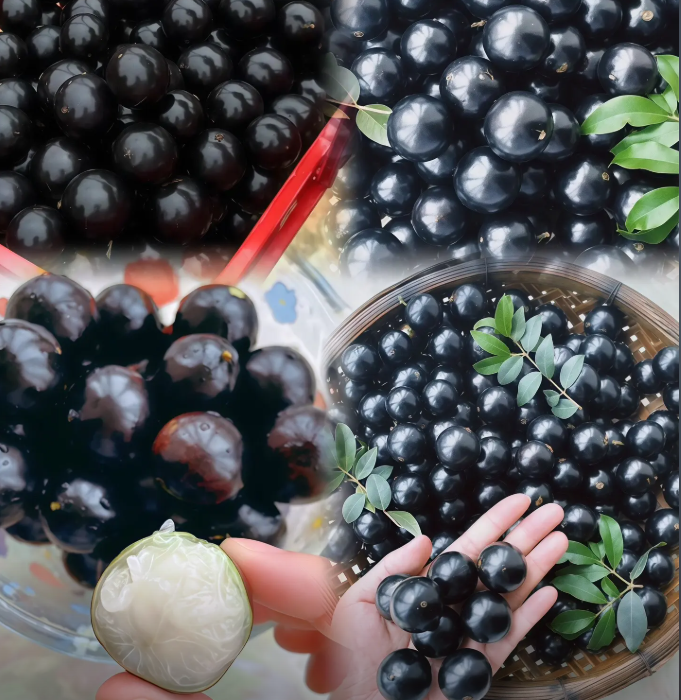 Jaboticaba | Exotic Tropical Fruit · Sweet & Juicy · Perfect for Home Gardens 🌿🍇