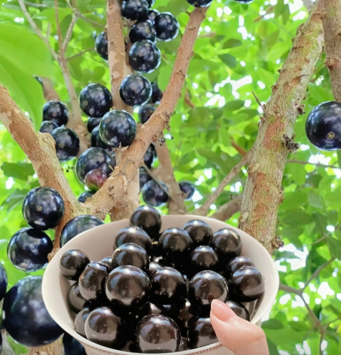 Jaboticaba | Exotic Tropical Fruit · Sweet & Juicy · Perfect for Home Gardens 🌿🍇