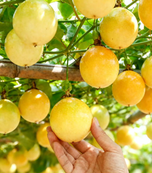 Passion Fruit Seeds – Easy to Grow, High Germination Rate