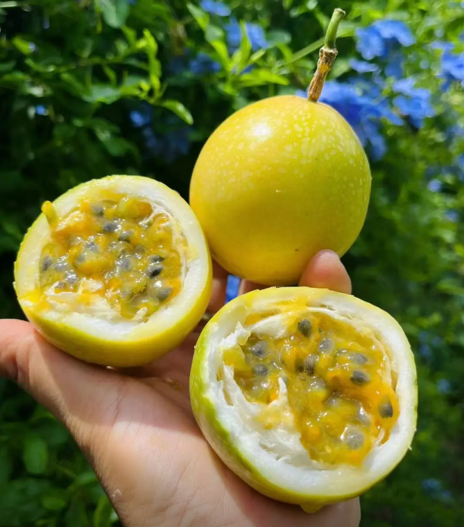 Passion Fruit Seeds – Easy to Grow, High Germination Rate