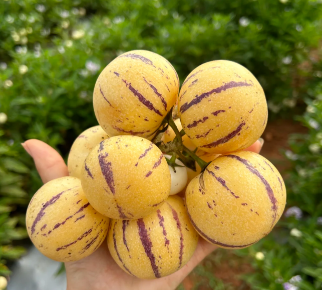 Solanum Muricatum Melon Pear Seeds