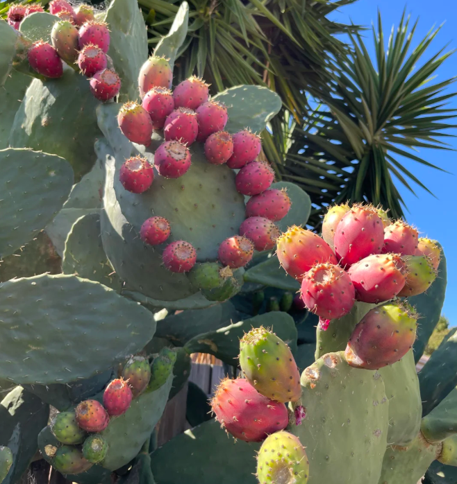 Prickly Pear Cactus Seeds for Planting – Easy to Grow Edible Cactus Fruit, Non-GMO Drought Tolerant Plant for Garden & Pots