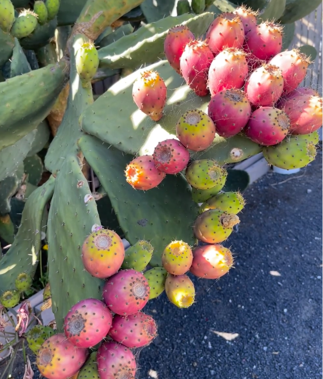 Prickly Pear Cactus Seeds for Planting – Easy to Grow Edible Cactus Fruit, Non-GMO Drought Tolerant Plant for Garden & Pots