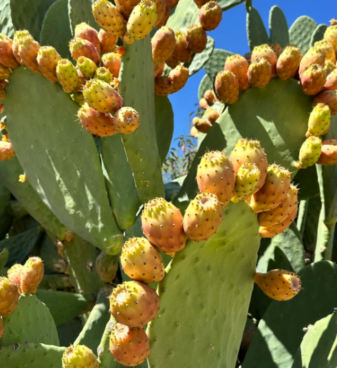 Prickly Pear Cactus Seeds for Planting – Easy to Grow Edible Cactus Fruit, Non-GMO Drought Tolerant Plant for Garden & Pots