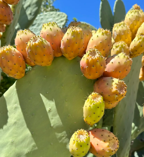 Prickly Pear Cactus Seeds for Planting – Easy to Grow Edible Cactus Fruit, Non-GMO Drought Tolerant Plant for Garden & Pots