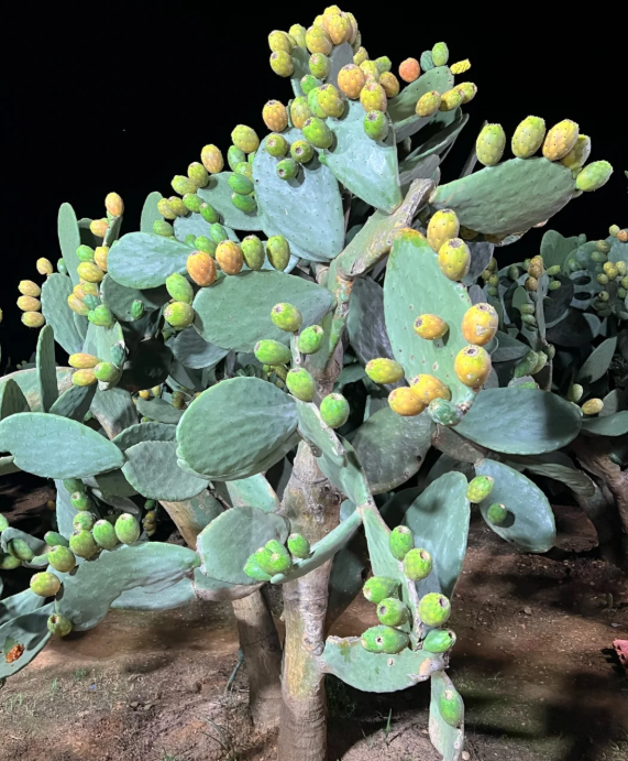 Prickly Pear Cactus Seeds for Planting – Easy to Grow Edible Cactus Fruit, Non-GMO Drought Tolerant Plant for Garden & Pots