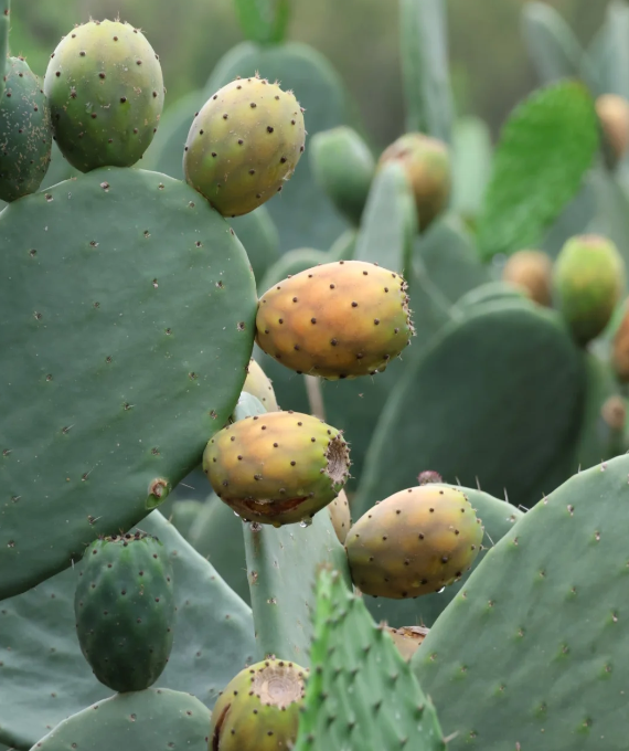 Prickly Pear Cactus Seeds for Planting – Easy to Grow Edible Cactus Fruit, Non-GMO Drought Tolerant Plant for Garden & Pots