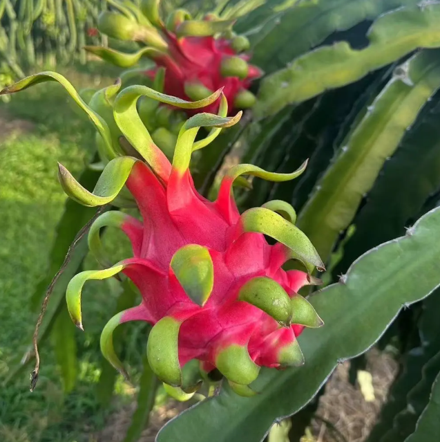 Dragon Fruit Seeds for Planting – Fast Growing Pitaya Cactus, Non-GMO Tropical Fruit Plant for Indoor & Outdoor Garden, Easy to Grow