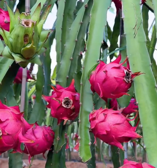 Dragon Fruit Seeds for Planting – Fast Growing Pitaya Cactus, Non-GMO Tropical Fruit Plant for Indoor & Outdoor Garden, Easy to Grow