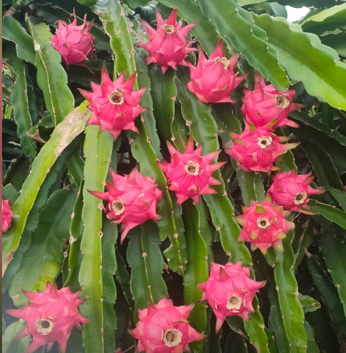 Dragon Fruit Seeds for Planting – Fast Growing Pitaya Cactus, Non-GMO Tropical Fruit Plant for Indoor & Outdoor Garden, Easy to Grow