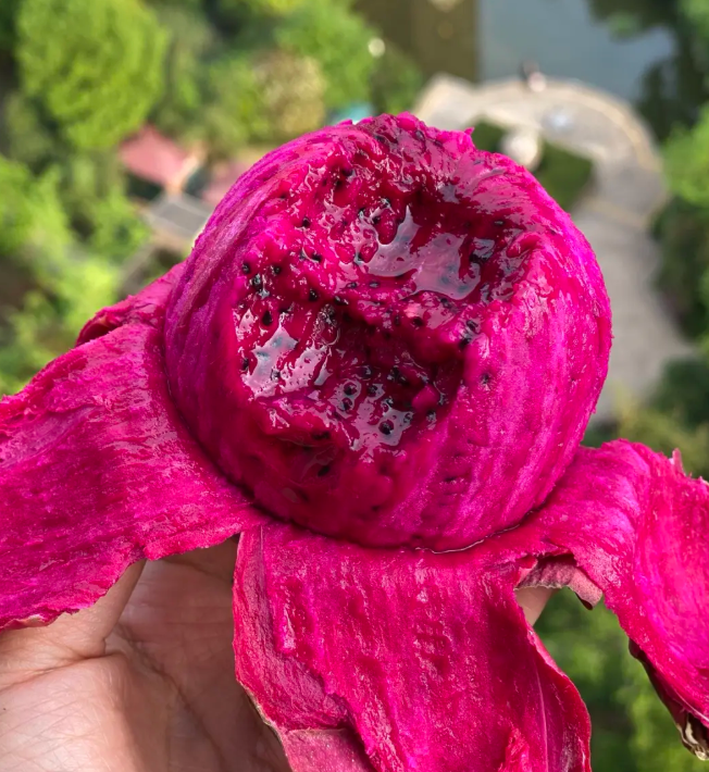 Dragon Fruit Seeds for Planting – Fast Growing Pitaya Cactus, Non-GMO Tropical Fruit Plant for Indoor & Outdoor Garden, Easy to Grow