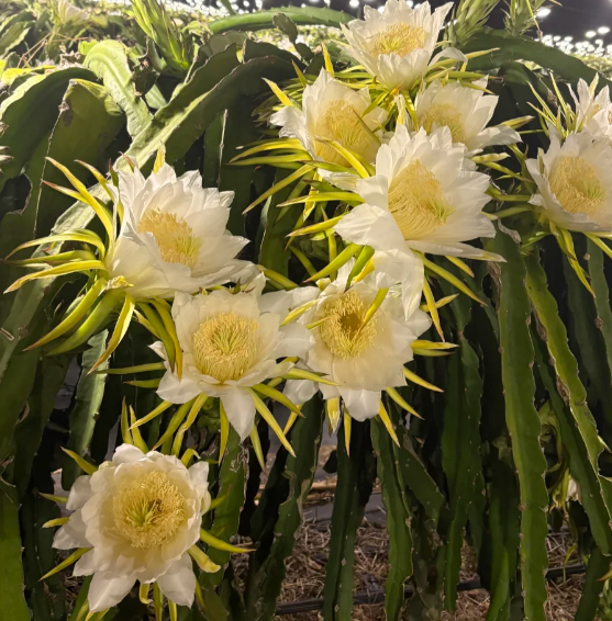 Dragon Fruit Seeds for Planting – Fast Growing Pitaya Cactus, Non-GMO Tropical Fruit Plant for Indoor & Outdoor Garden, Easy to Grow