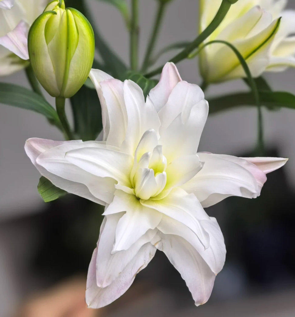 Lily Seeds – Easy to Grow, Fragrant & Beautiful Flowers – Leaflooms