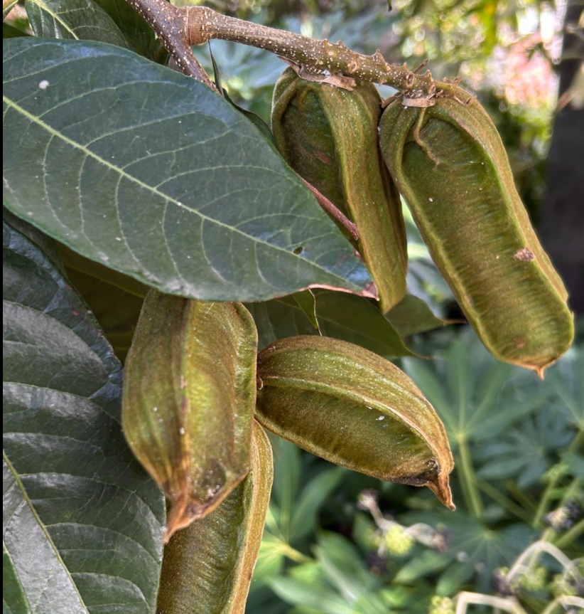 IceCreamBean seeds