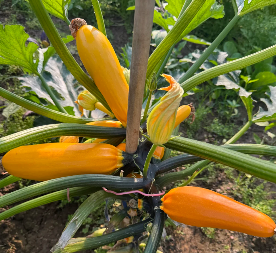 Yellow Courgette Seeds – Golden Yellow Zucchini for Home Vegetable Gardens